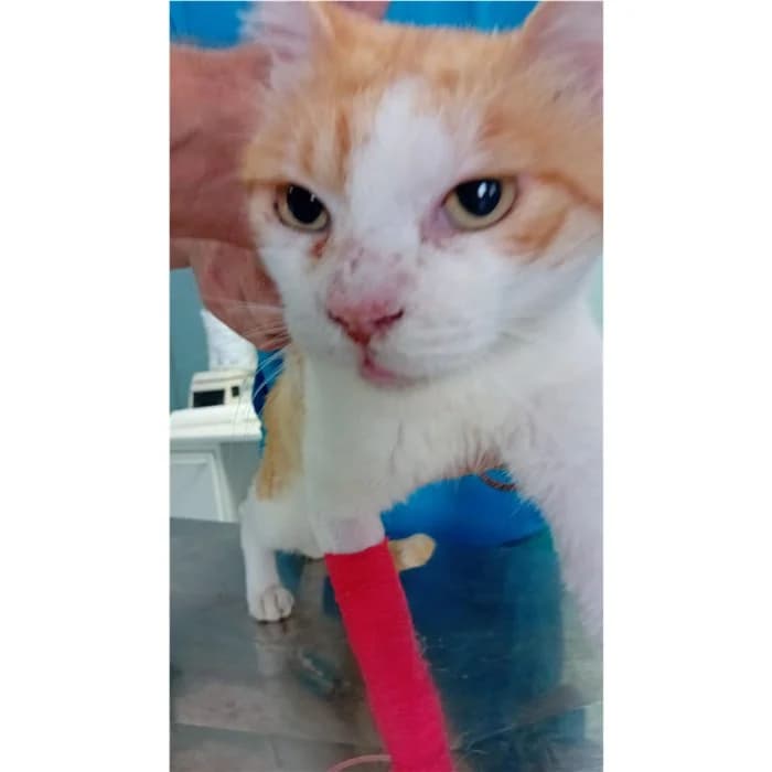 Matricola, Bianco rosso male young European Shorthair for adoption at Canile della Muratella, Rome