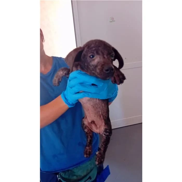 Matricola, Marrone male puppy mixed breed for adoption at Canile della Muratella, Rome