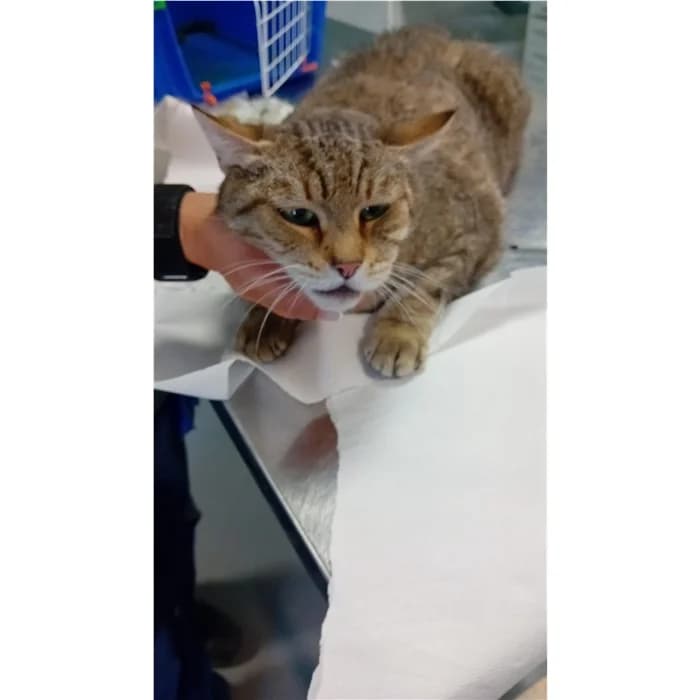 Matricola, Tigrato bianco male senior European Shorthair for adoption at Canile della Muratella, Rome