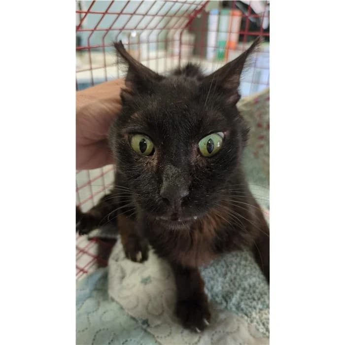 Matricola, Nero female puppy European Shorthair for adoption at Canile della Muratella, Rome