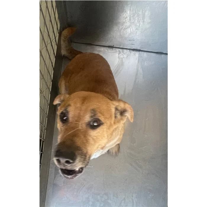 Berto, Fulvo male 5yo mixed breed for adoption at Canile della Muratella, Rome