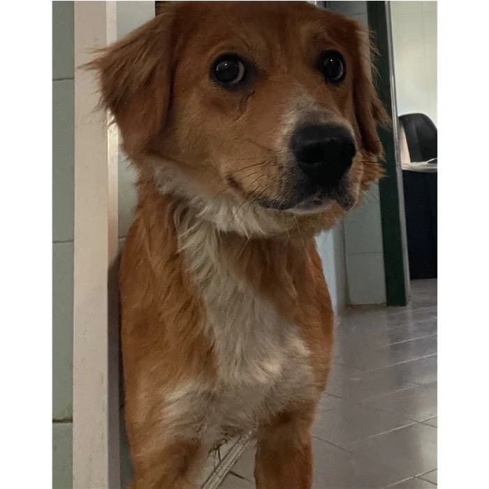 Nala, fulvo bianco female young mixed breed for adoption at Canile della Muratella, Rome