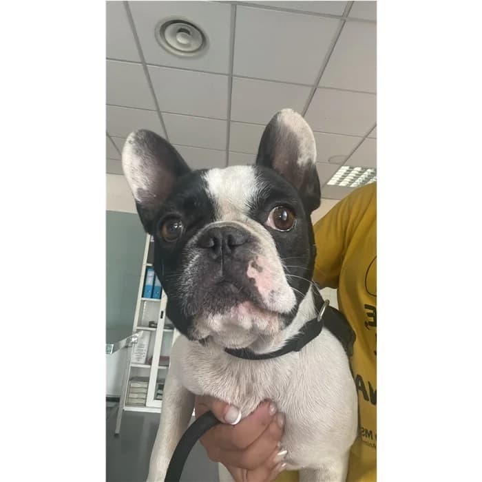 Matricola, Bianco Nero male 5yo English Bulldog for adoption at Canile della Muratella, Rome