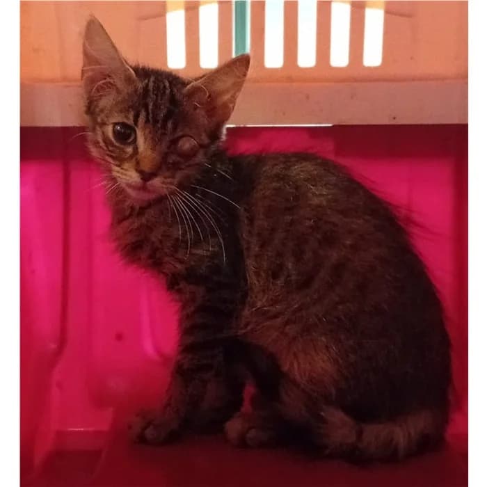 Matricola, Tigrato female puppy European Shorthair for adoption at Canile della Muratella, Rome