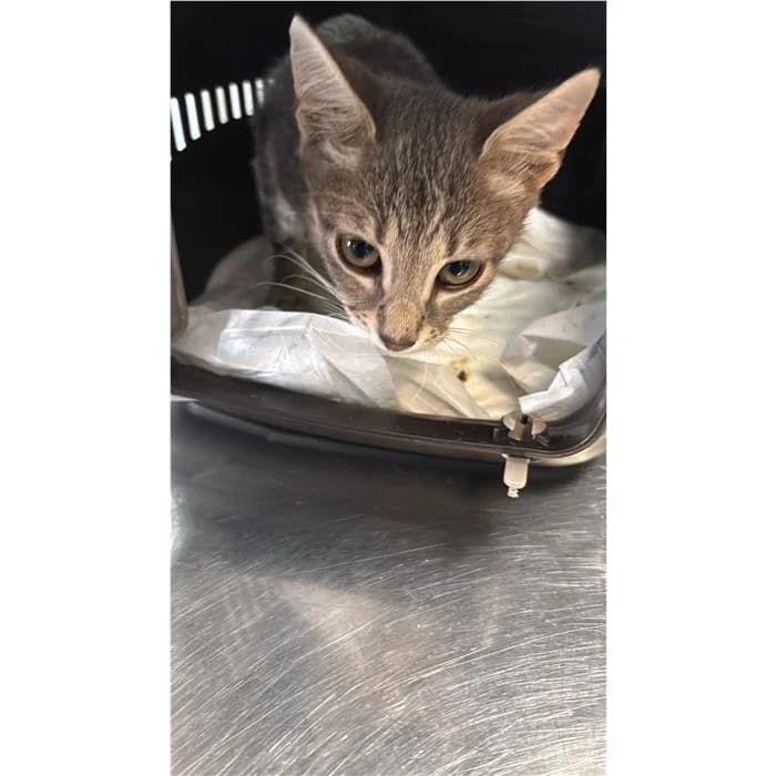 Matricola, bianco tigrato female puppy European Shorthair for adoption at Canile della Muratella, Rome