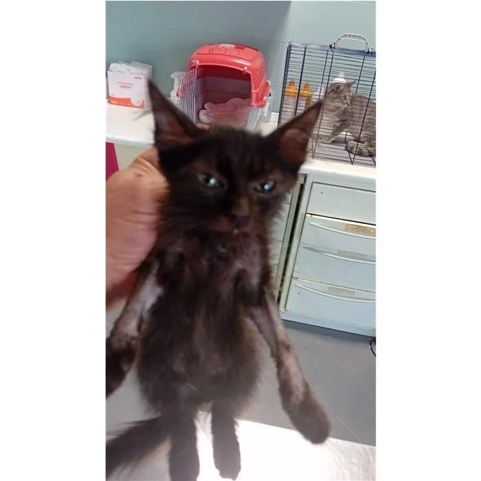 Matricola, nero tigrato female puppy European Shorthair for adoption at Canile della Muratella, Rome