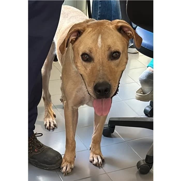 Matricola, Fulvo male 5yo mixed breed for adoption at Canile della Muratella, Rome