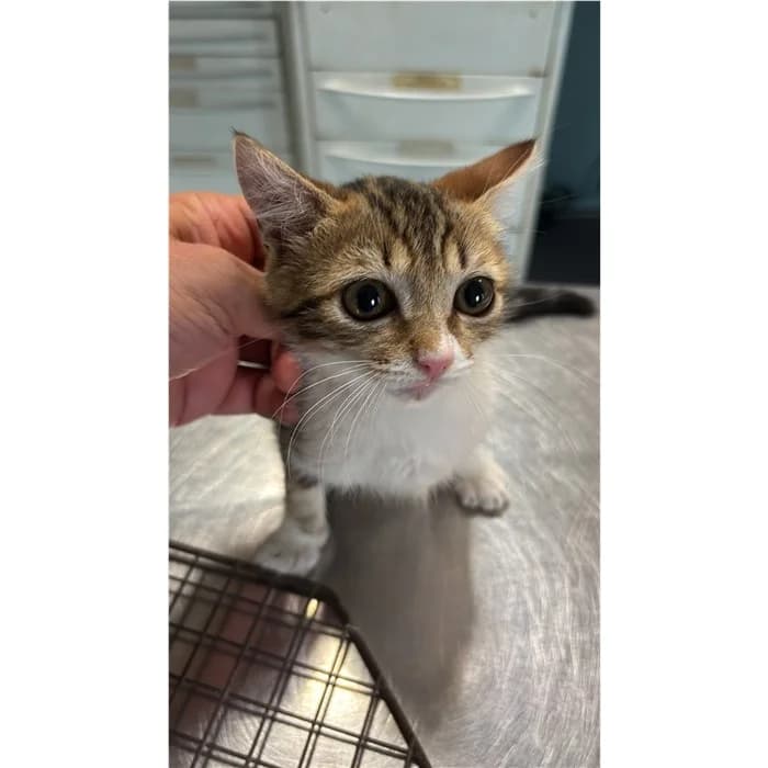 Matricola, Tigrato bianco female puppy European Shorthair for adoption at Canile della Muratella, Rome