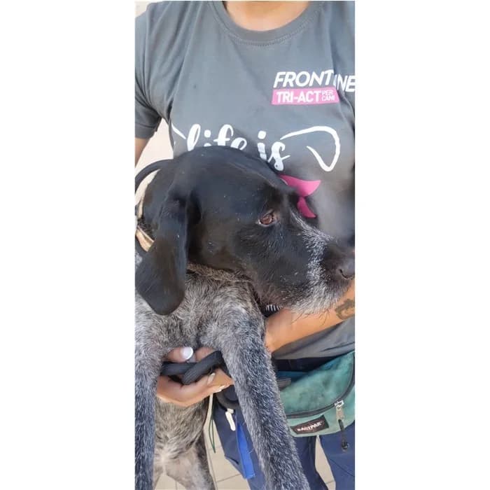 Matricola, Nero Bianco female young mixed breed for adoption at Canile della Muratella, Rome
