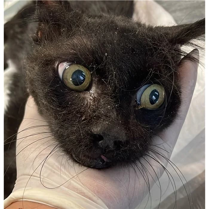 Matricola, Nero male senior European Shorthair for adoption at Canile della Muratella, Rome