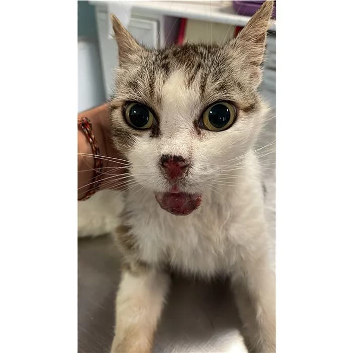 Matricola, bianco tigrato female senior European Shorthair for adoption at Canile della Muratella, Rome