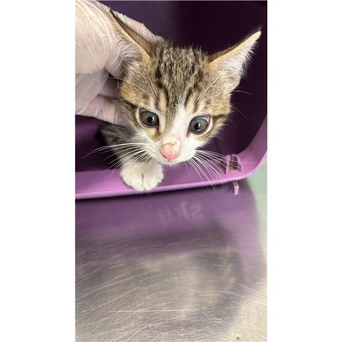 Matricola, bianco tigrato male puppy European Shorthair for adoption at Canile della Muratella, Rome
