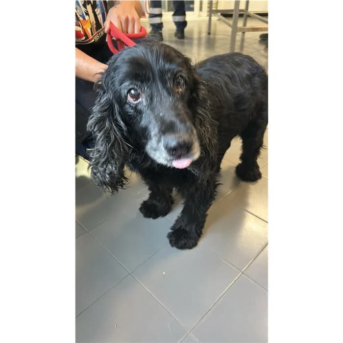 Matricola, Nero male senior Cocker Spaniel for adoption at Canile della Muratella, Rome