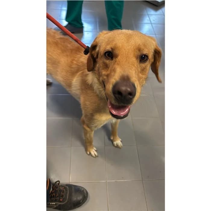 Nala, Fulvo male young mixed breed for adoption at Canile della Muratella, Rome
