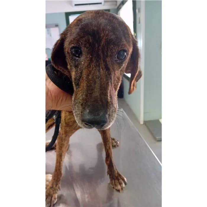 Matricola, Tigrato male 4yo mixed breed for adoption at Canile della Muratella, Rome