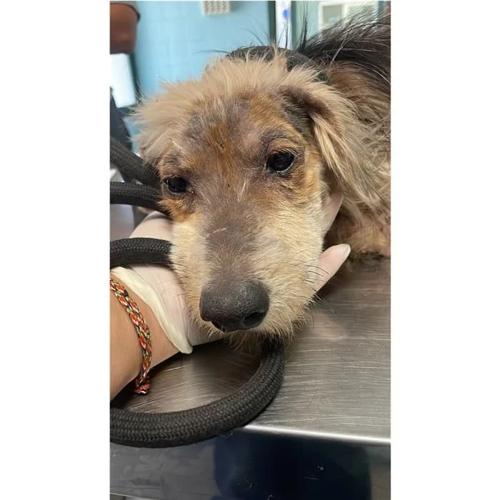 Nala, marrone focato female young mixed breed for adoption at Canile della Muratella, Rome