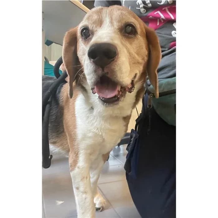 Nala, tricolore male senior Beagle for adoption at Canile della Muratella, Rome