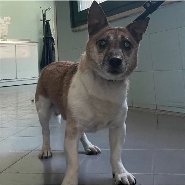 Nala, tricolore male senior Jack Russell Terrier for adoption at Canile della Muratella, Rome