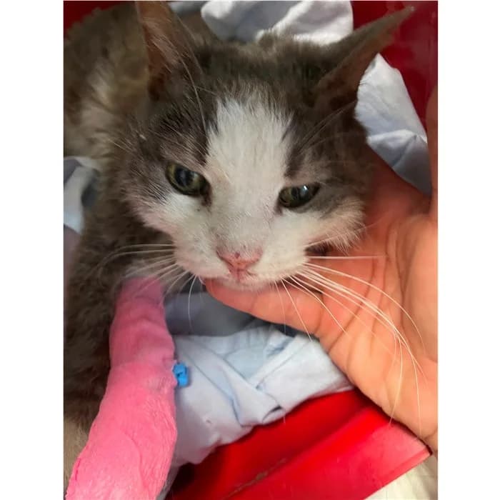 Matricola, bianco grigio female senior European Shorthair for adoption at Canile della Muratella, Rome