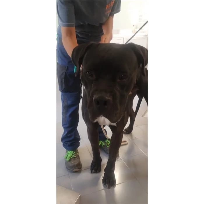 Livio, Nero Bianco male young Cane Corso for adoption at Canile della Muratella, Rome
