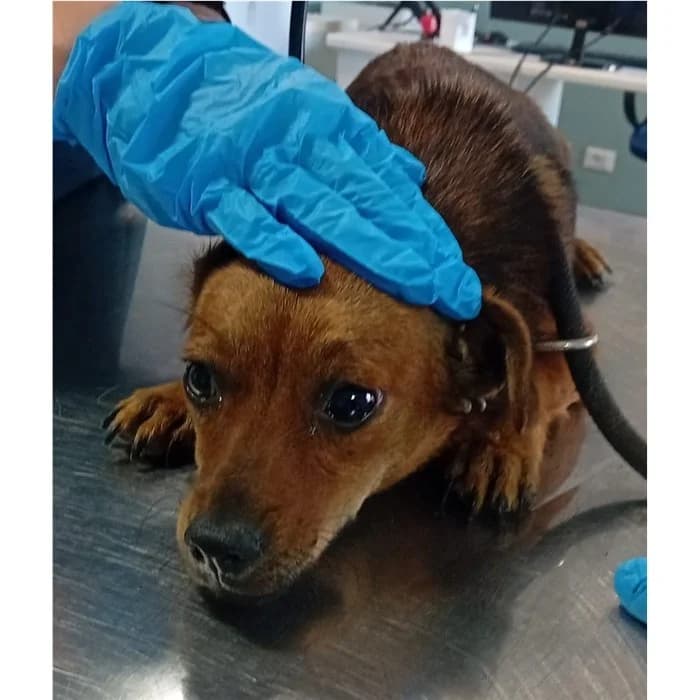 Nala, Fulvo female young mixed breed for adoption at Canile della Muratella, Rome