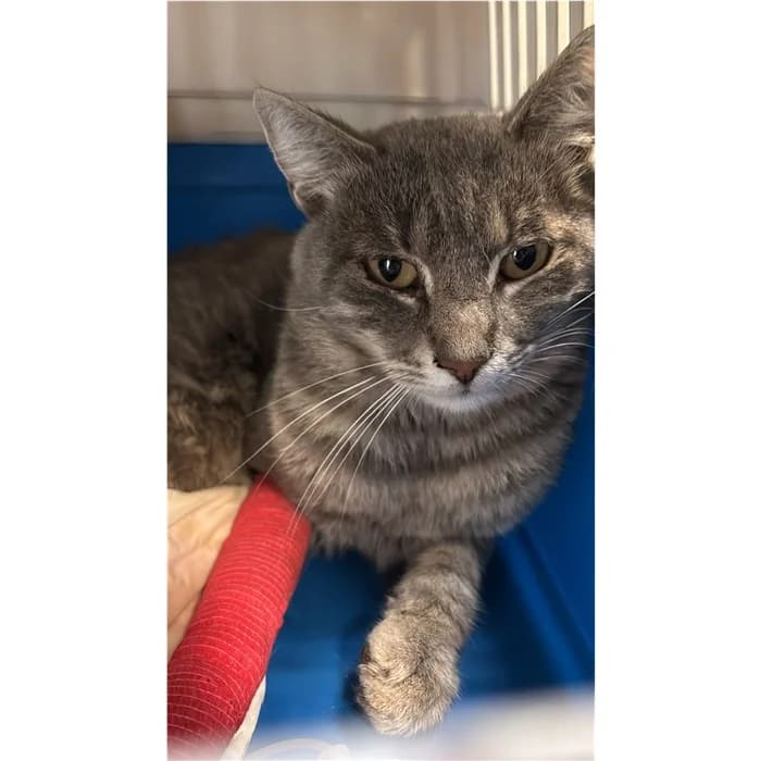 Matricola, grigio tigrato male young European Shorthair for adoption at Canile della Muratella, Rome