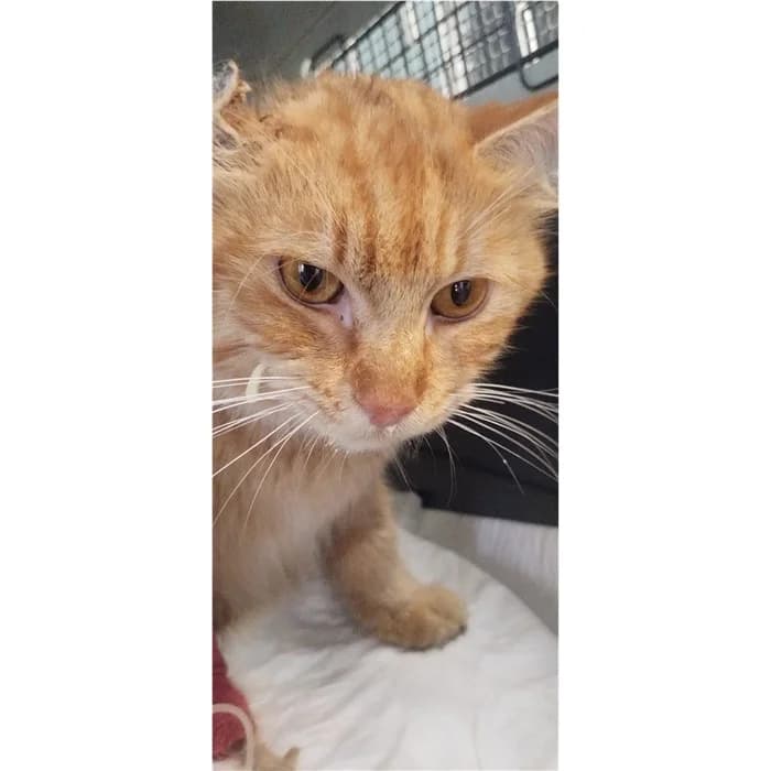 Matricola, Rosso tigrato male 3yo European Shorthair for adoption at Canile della Muratella, Rome