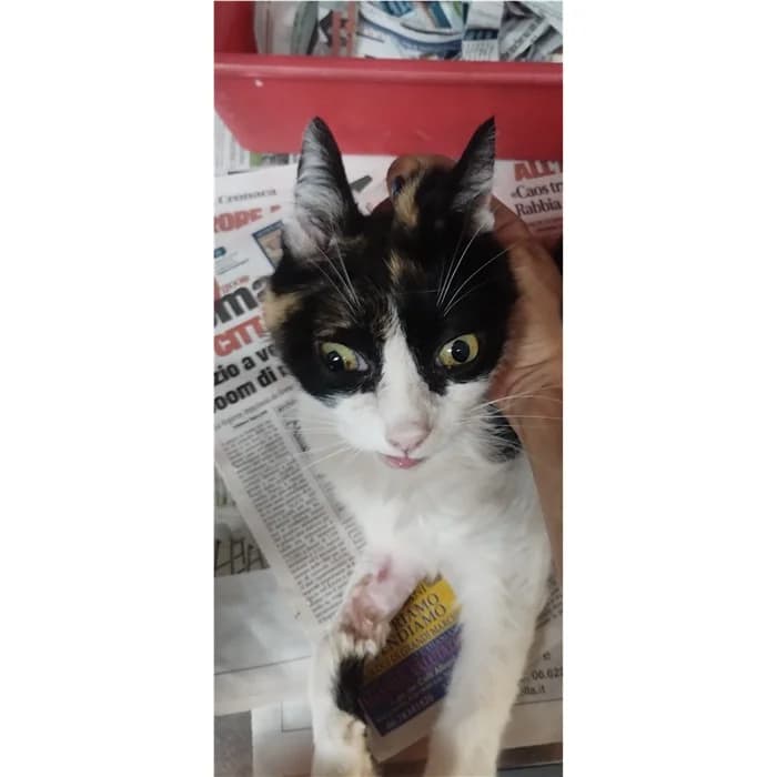 Matricola, tricolore female senior European Shorthair for adoption at Canile della Muratella, Rome