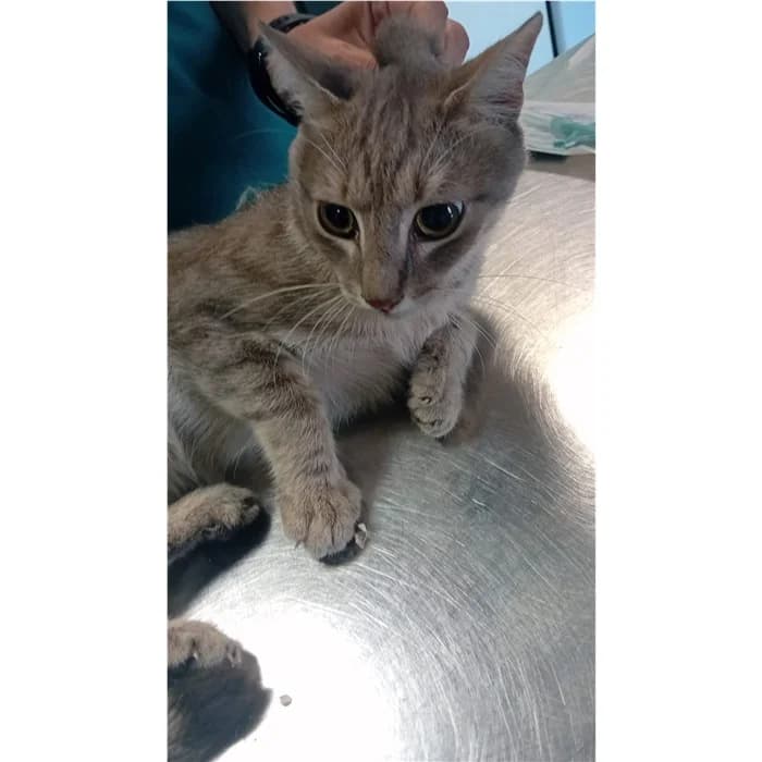 Matricola, Tigrato male puppy European Shorthair for adoption at Canile della Muratella, Rome
