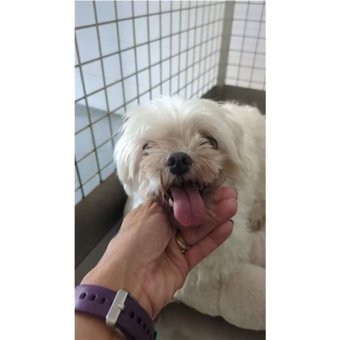Nala, Bianco female senior Maltese for adoption at Canile della Muratella, Rome