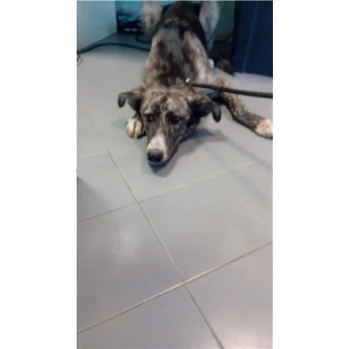 Nala, Nero grigio female young mixed breed for adoption at Canile della Muratella, Rome