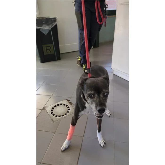 Nala, Nero Bianco female senior mixed breed for adoption at Canile della Muratella, Rome
