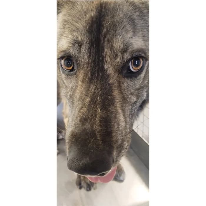 Nala, tigrato marrone male young mixed breed for adoption at Canile della Muratella, Rome