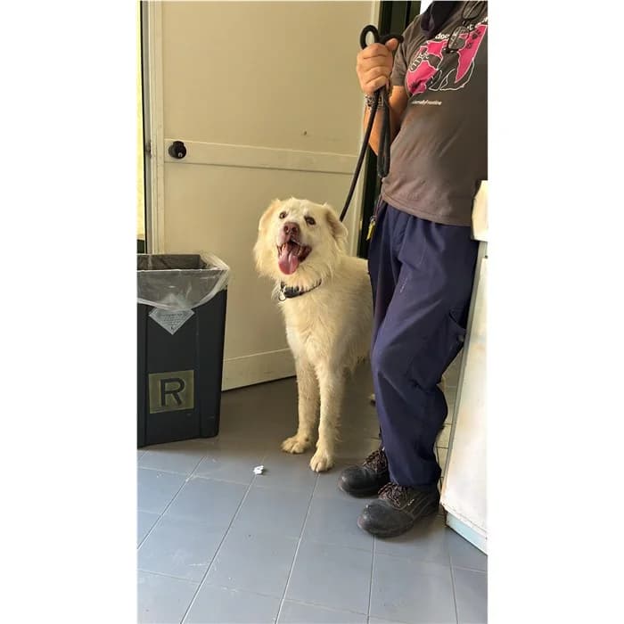 Nala, Bianco male 7yo mixed breed for adoption at Canile della Muratella, Rome