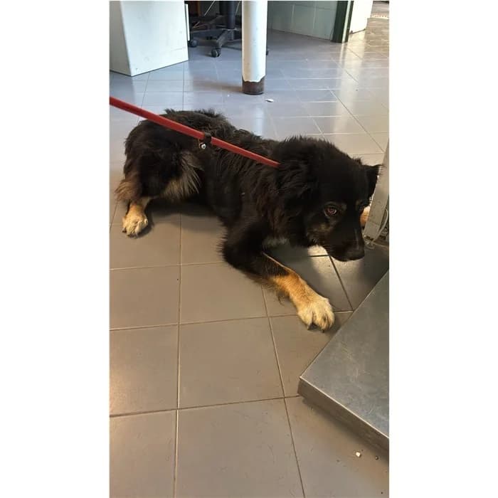 Nala, Nero Focato female young mixed breed for adoption at Canile della Muratella, Rome
