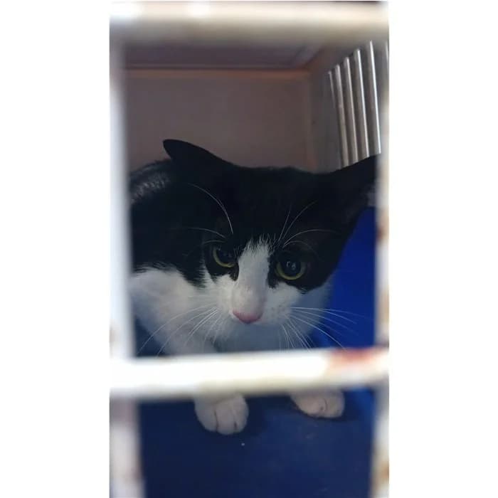 Matricola, Bianco Nero female young European Shorthair for adoption at Canile della Muratella, Rome