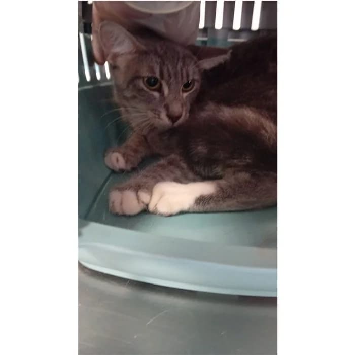 Matricola, grigio tigrato female young European Shorthair for adoption at Canile della Muratella, Rome