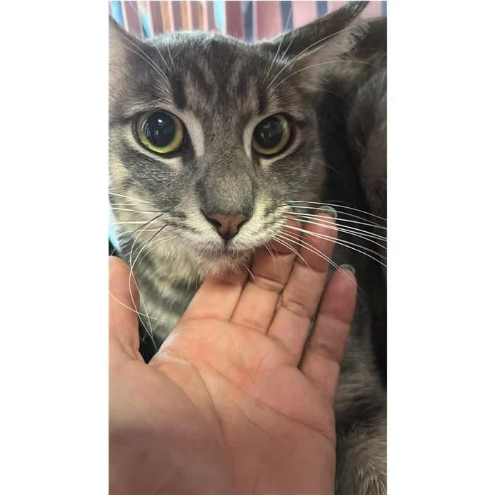 Matricola, grigio tigrato male young European Shorthair for adoption at Canile della Muratella, Rome