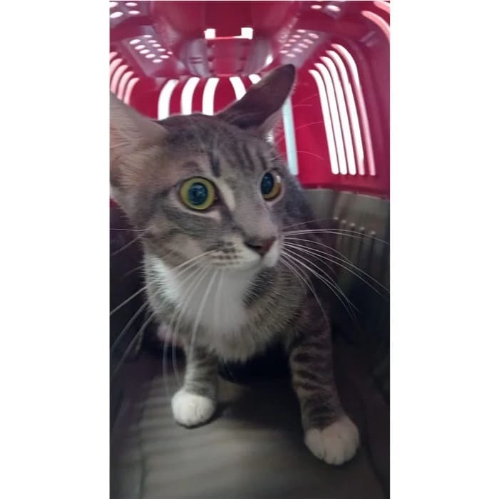 Matricola, grigio tigrato female young European Shorthair for adoption at Canile della Muratella, Rome