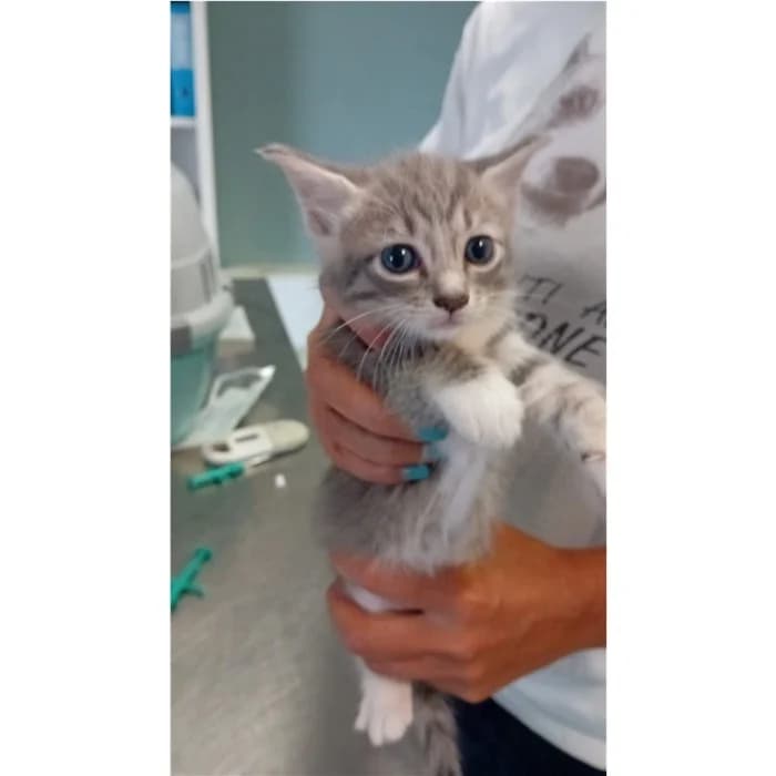 Matricola, grigio tigrato female puppy European Shorthair for adoption at Canile della Muratella, Rome