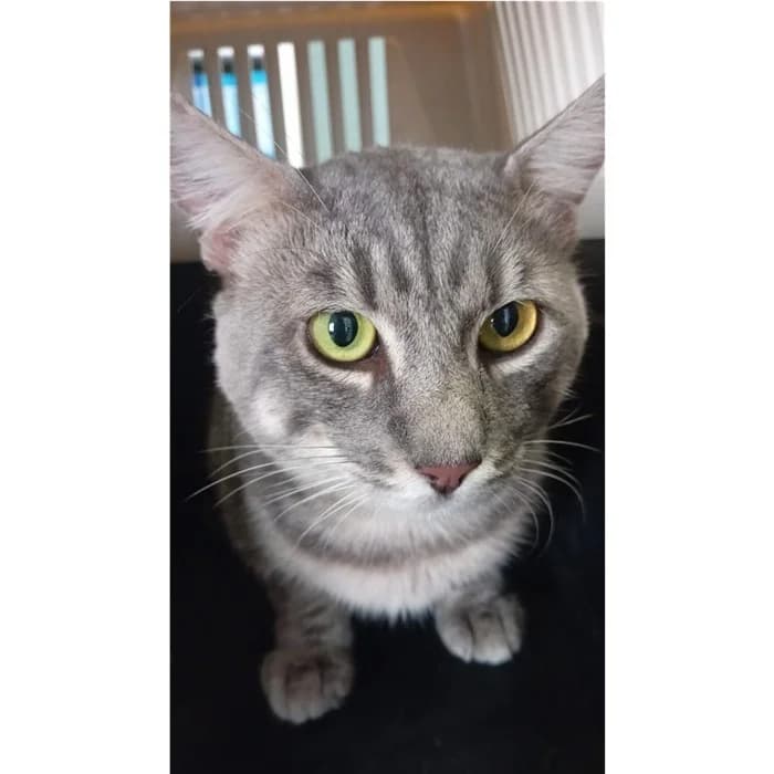 Matricola, tigrato grigio male young European Shorthair for adoption at Canile della Muratella, Rome