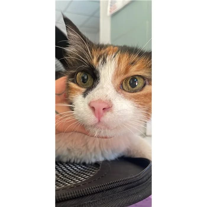 Matricola, Tartaruga female senior European Shorthair for adoption at Canile della Muratella, Rome