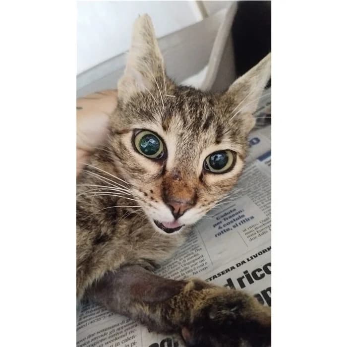 Matr. 2026/1521, Tigrato female 3yo European Shorthair for adoption at Canile della Muratella, Rome