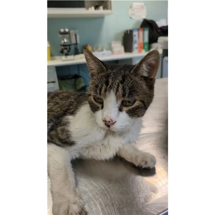Matricola, bianco tigrato male senior European Shorthair for adoption at Canile della Muratella, Rome