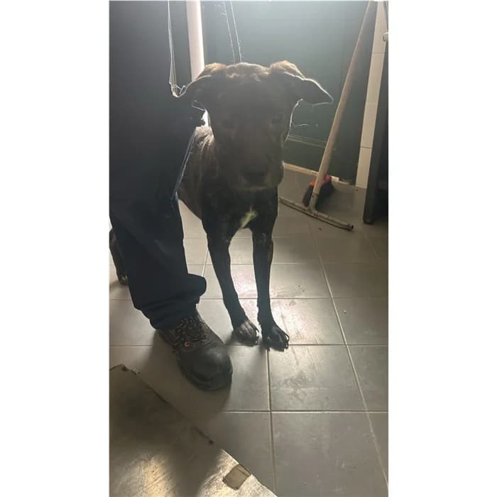 Bibi, Tigrato male puppy mixed breed for adoption at Canile della Muratella, Roma