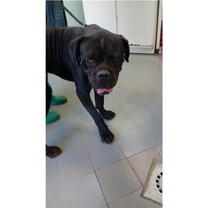 Germoglio, Nero male young Cane Corso for adoption at Canile della Muratella, Roma