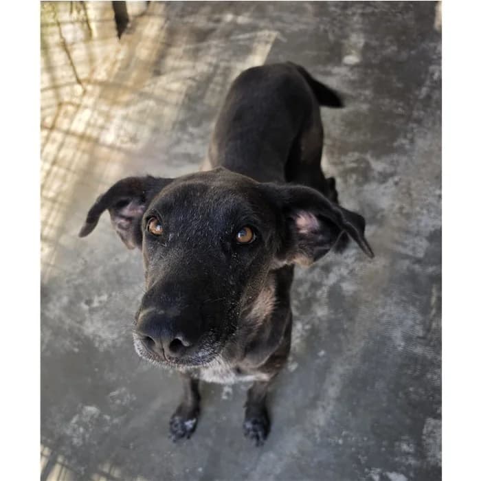 Billy, Marrone female 3yo mixed breed for adoption at Canile della Muratella, Rome