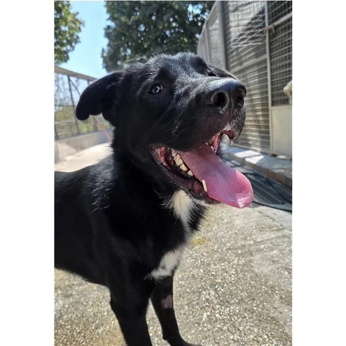 Billy, Nero male 3yo mixed breed for adoption at Canile della Muratella, Rome