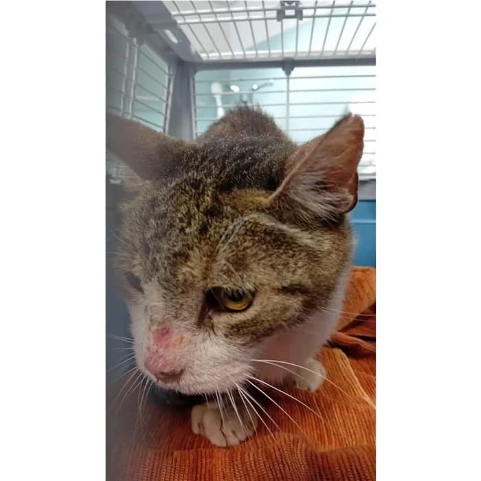 Matricola, bianco grigio male senior European Shorthair for adoption at Canile della Muratella, Rome