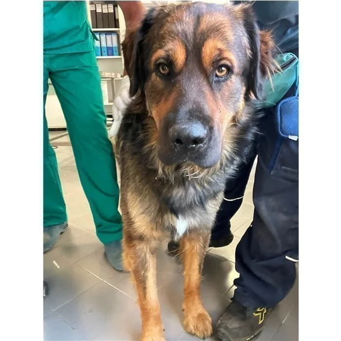 Indra, Nero Focato male young mixed breed for adoption at Canile della Muratella, Rome